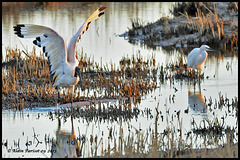 Ibis sacré DSC2445