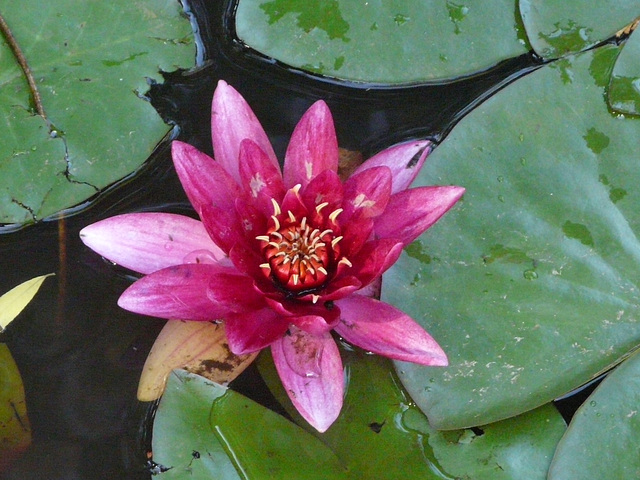 nénuphar  dans la mare