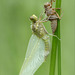 My first new born spotted Dragonfly this year...