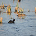 American Coot