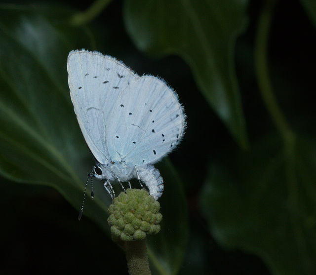 ButterflyIMG 6164
