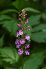 Platanthera psycodes (Small Purple Fringed orchid)