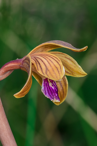 Hexalectris spicata (Crested Coralroot orchid)