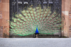 Peacock display