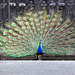 Peacock display