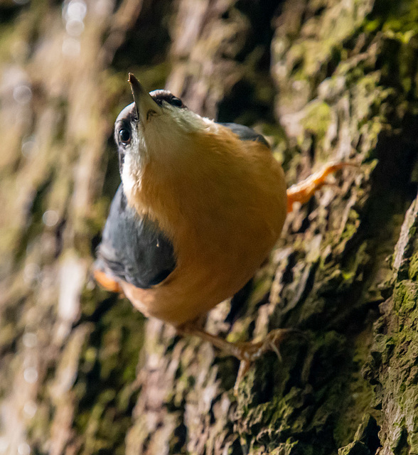 Nuthatch