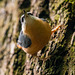 Nuthatch