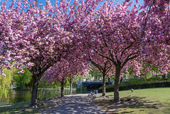 Kirschbäume am Schwanenwik (© Buelipix)