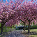 Kirschbäume am Schwanenwik (© Buelipix)