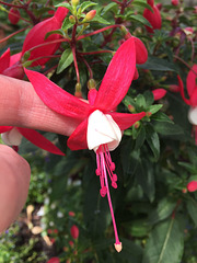 Fuschia flower