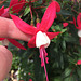 Fuschia flower