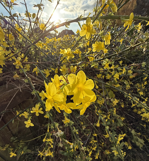 Winter Jasmine