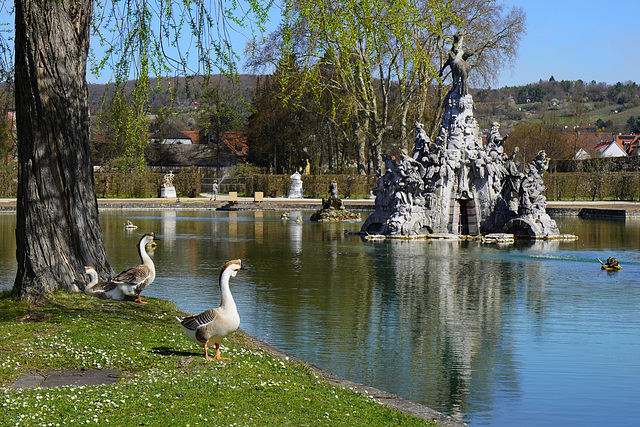 Achtung Höckergänse! Attention Chinese geese!