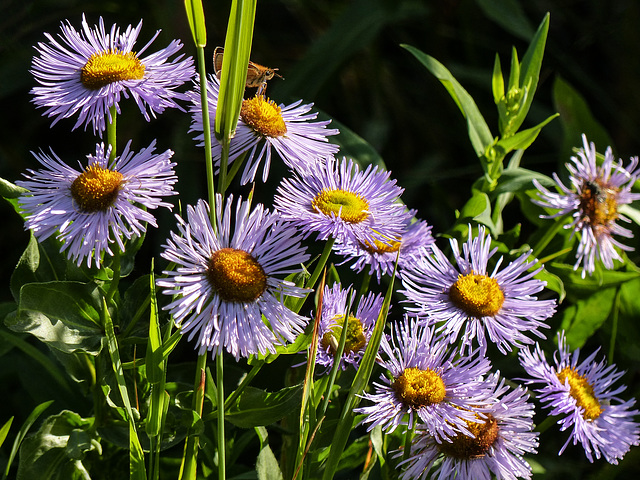 Fleabane / Erigeron sp.