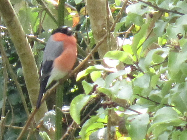 A gorgeous bullfinch