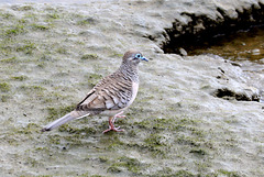 Peaceful Dove