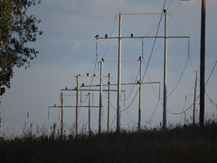 Vultures on the power line at early morning