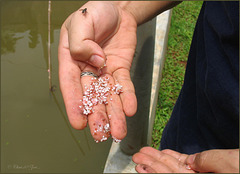 Eggs from the Apple Snail...