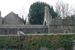 Peacock - Malahide Demesne