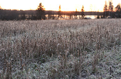 Frost afternoon