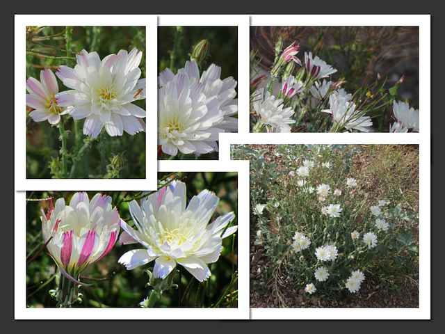 Spring Wildflowers