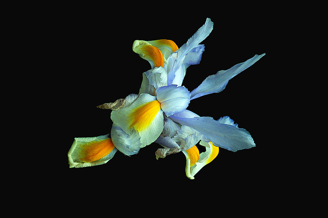 Iris des marais Iris des marais