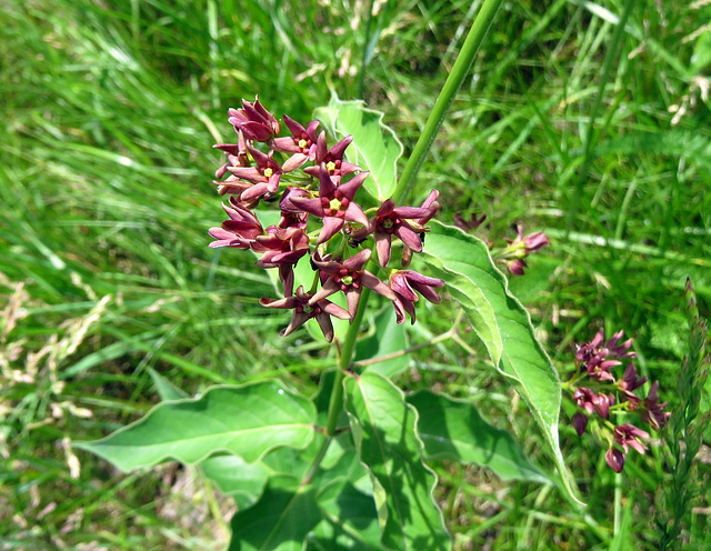 California Milkweed