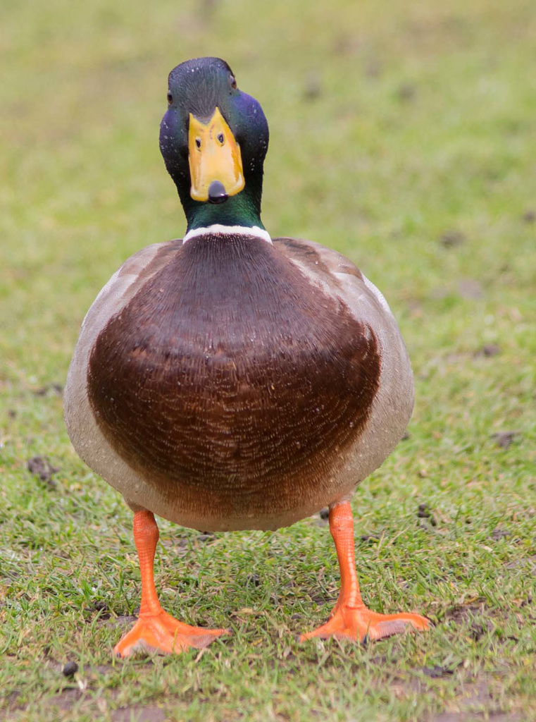 Mallard waiting for scraps )