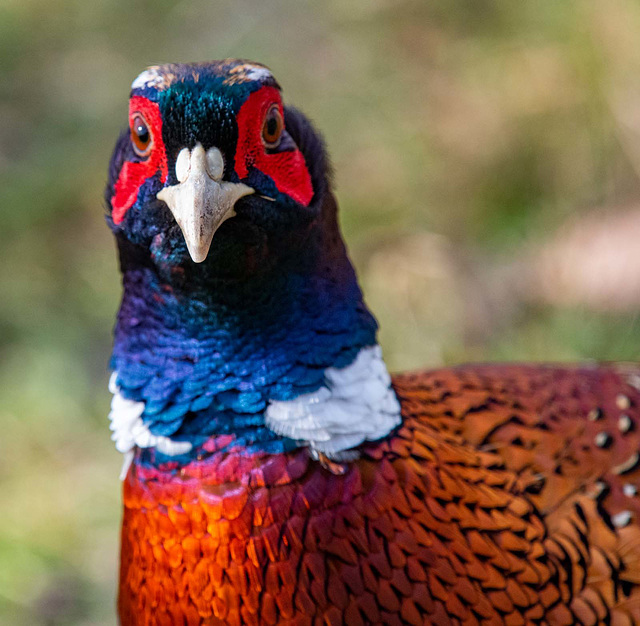 Pheasant