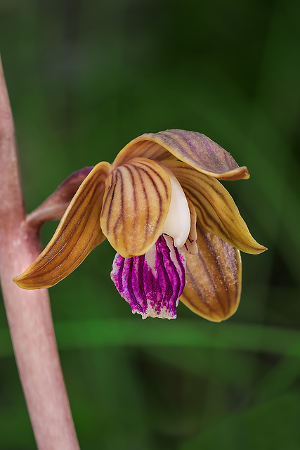 Hexalectris spicata (Crested Coralroot orchid)