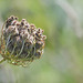 Graines de carottes