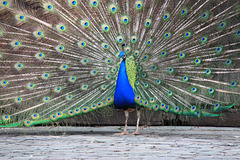 Peacock display