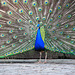 Peacock display