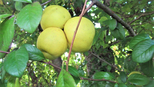 Japonica Apples.