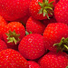 Erdbeeren im September DE