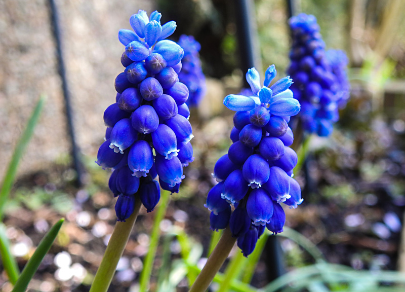 20220403 0466CPw [D~LIP] Traubenhyazynthe (Muscari armeniacum), Bad Salzuflen