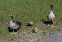 Gänse bei der Alsterwiese Schwanenwik (© Buelipix)