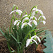 How I long to see snowdrops again.