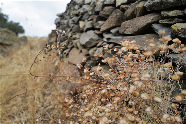 Penedos, Thirsty Land poetry, HWW