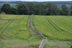 HWW ~ Another Dales wall