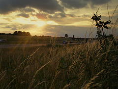 grass wind