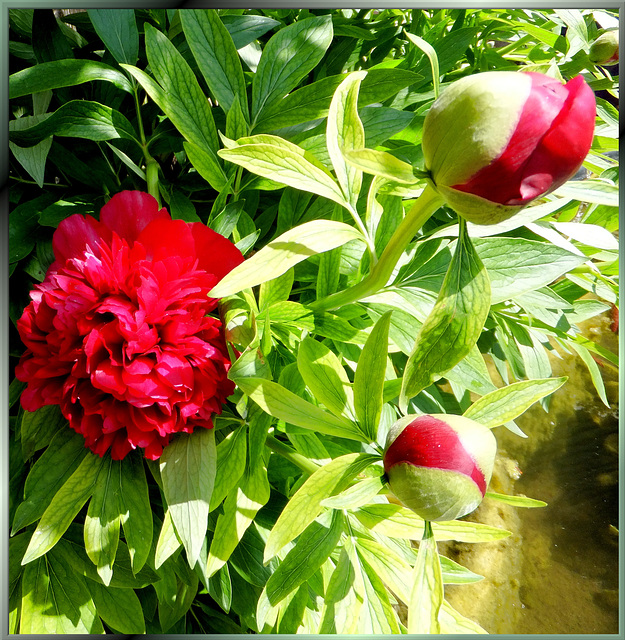 Pfingstrosen. (Paeonia) ©UdoSm