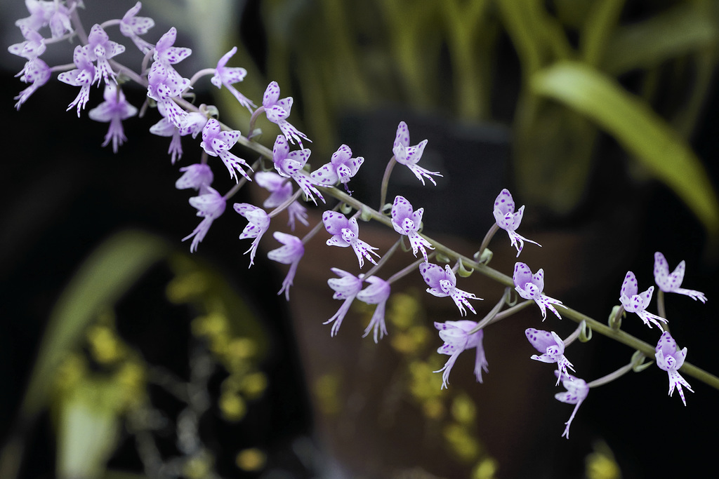 A String of Pearls – Orchid House, Princess of Wales Conservatory, Kew Gardens, Richmond upon Thames, London, England