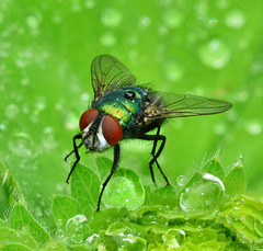 Rainy Day Fly
