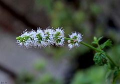 Profumo di menta