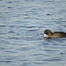 American Coot