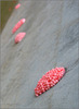 Pink Apple Snail eggs...