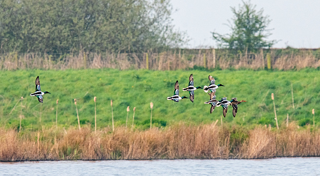 Shoveler ducks in flight