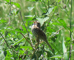 Male Songsparrow