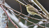 Pouillot véloce - Phylloscopus collybita - Common Chiffchaff